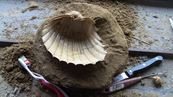 Cardium indicum (Lamarck, 1819) - Pliocene Toscana